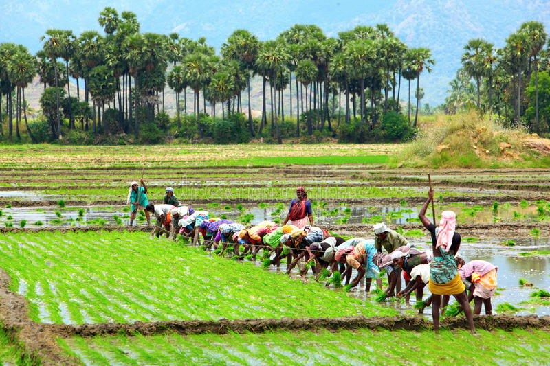 Agricultural