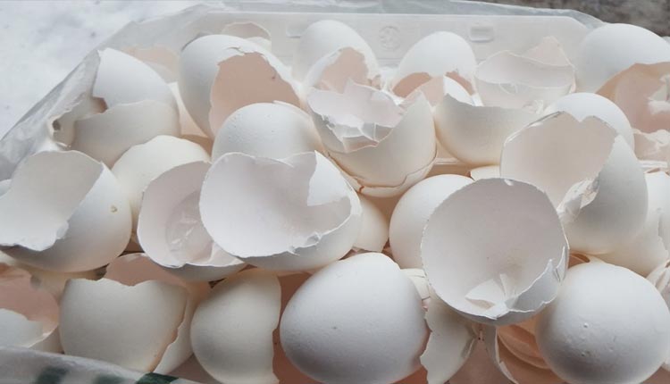 Egg Shells