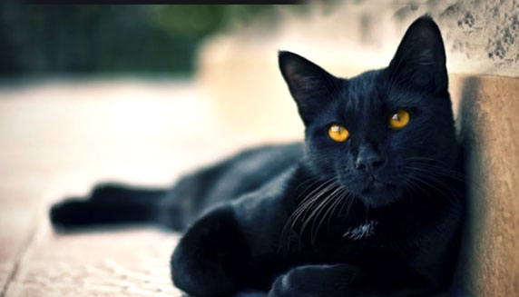 Black Cat