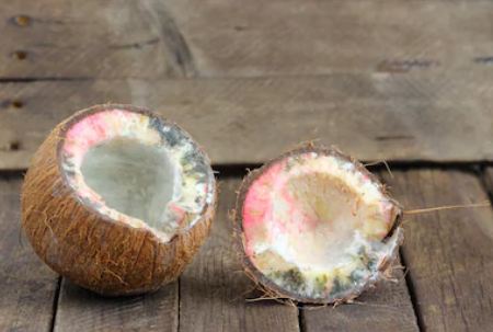 Coconut Rots