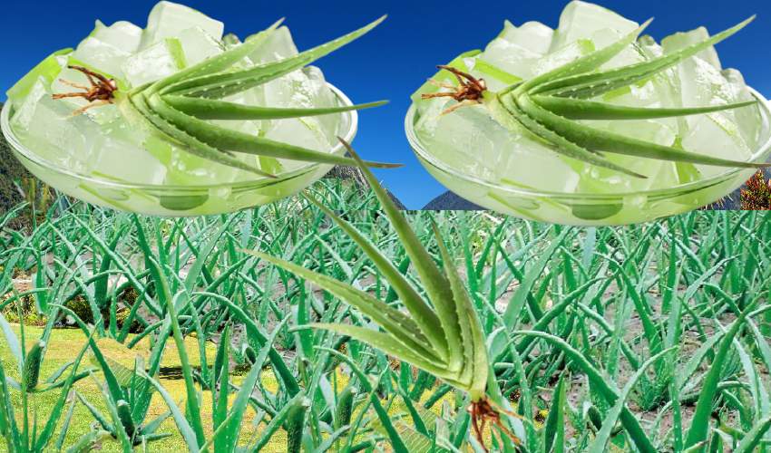 Aloe Vera Cultivation