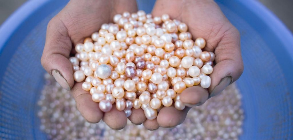 Pearl Cultivation