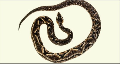 snake poison is the antidote to the coronavirus