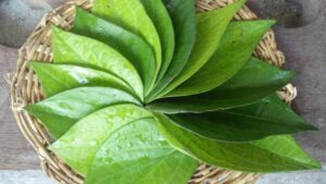 Betel Leaves Benefits