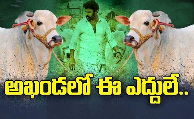 Akhanda Movie Bulls