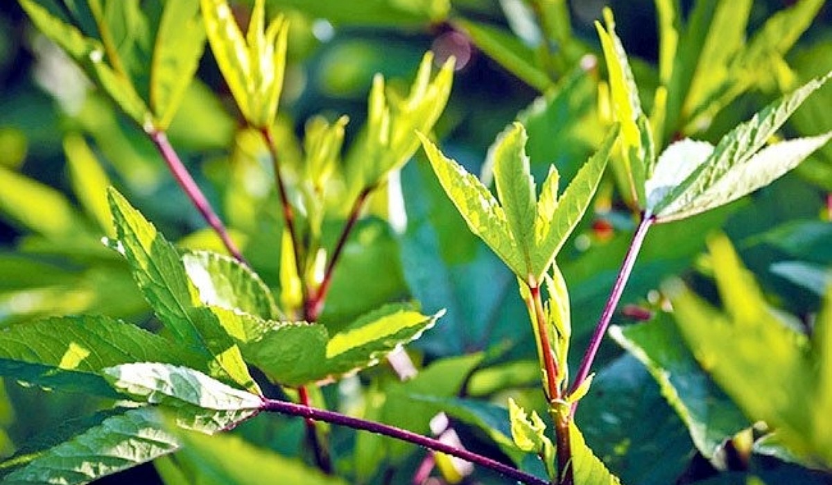 Gongura uses