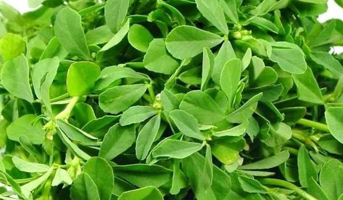 Fenugreek Leaves