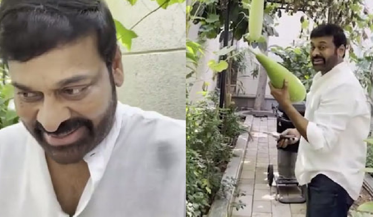 telugu-news-chiranjeevi-feels-happy-with-gardening