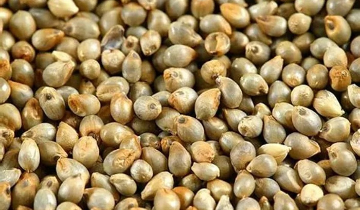 Pearl Millet