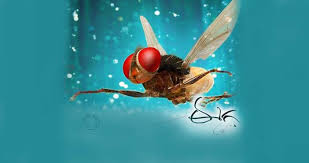 Eega