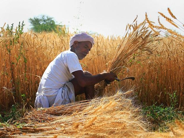 Paddy Issue