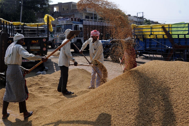 Paddy Issue