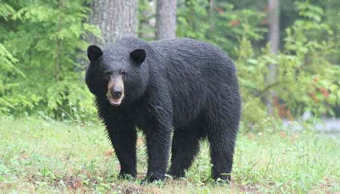 Harassment Of Bears