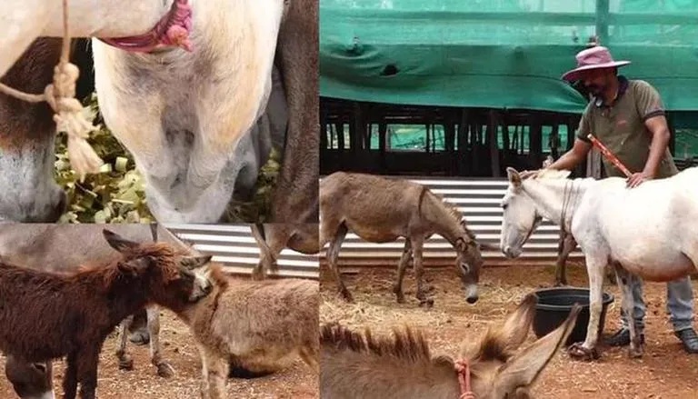 Donkey Farm In Karnataka