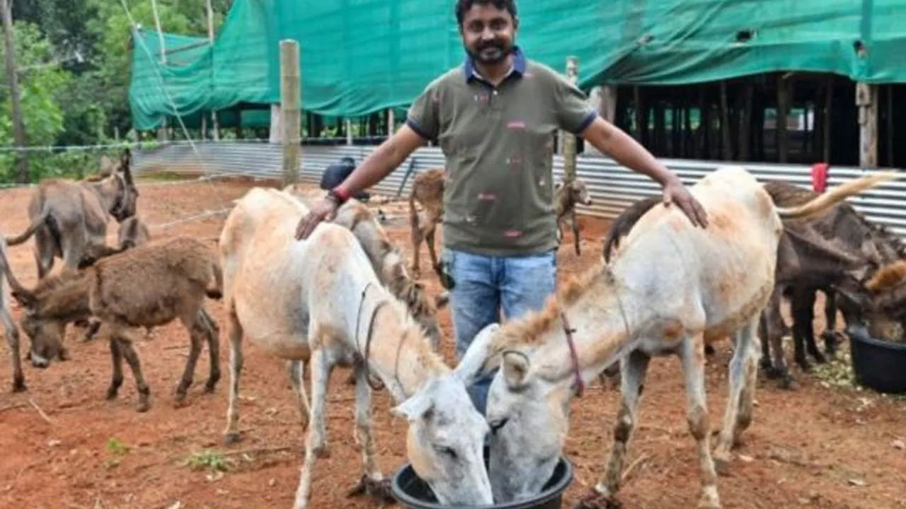Donkey Farm In Karnataka