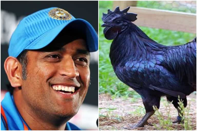 MS Dhoni Kadaknath Chicks