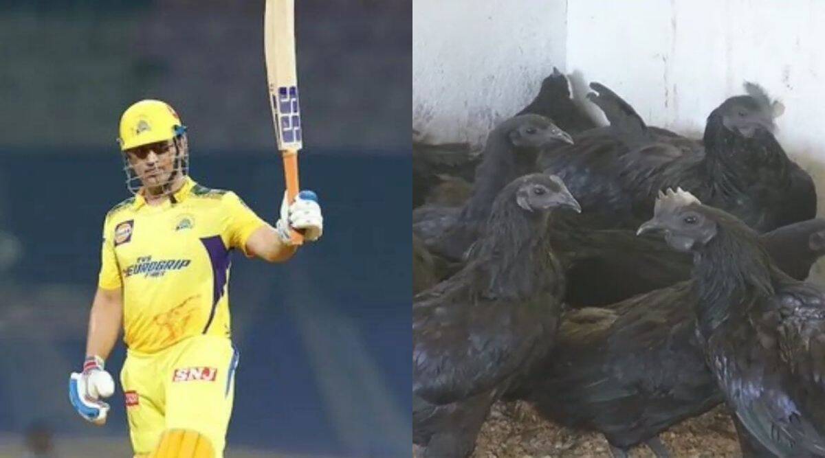 MS Dhoni Kadaknath Chicks