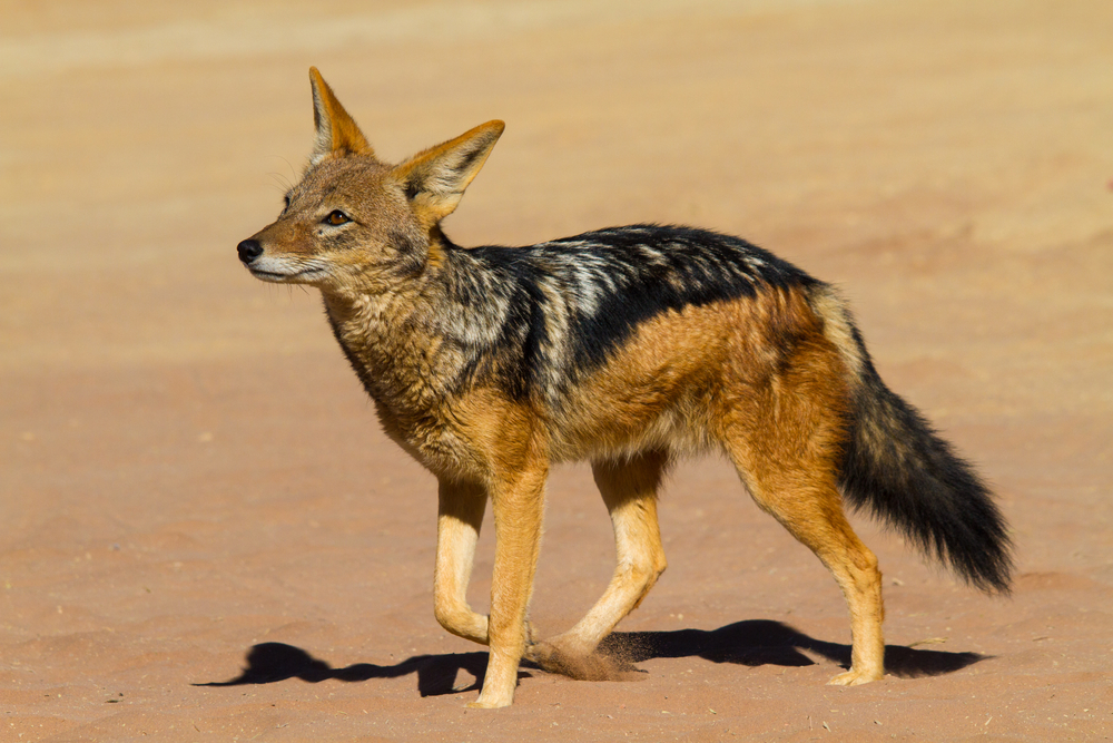 China Jackal