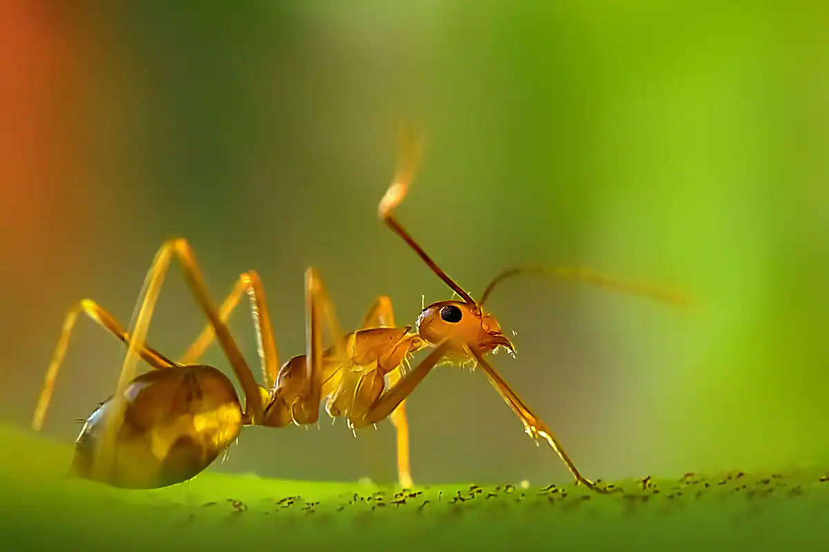 Yellow Crazy Ants- Tamil Nadu