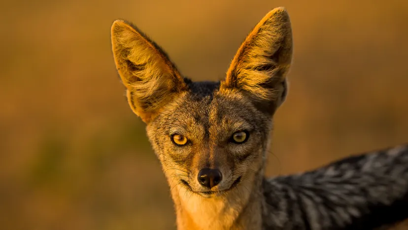 China Jackal