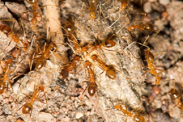 Yellow Crazy Ants- Tamil Nadu