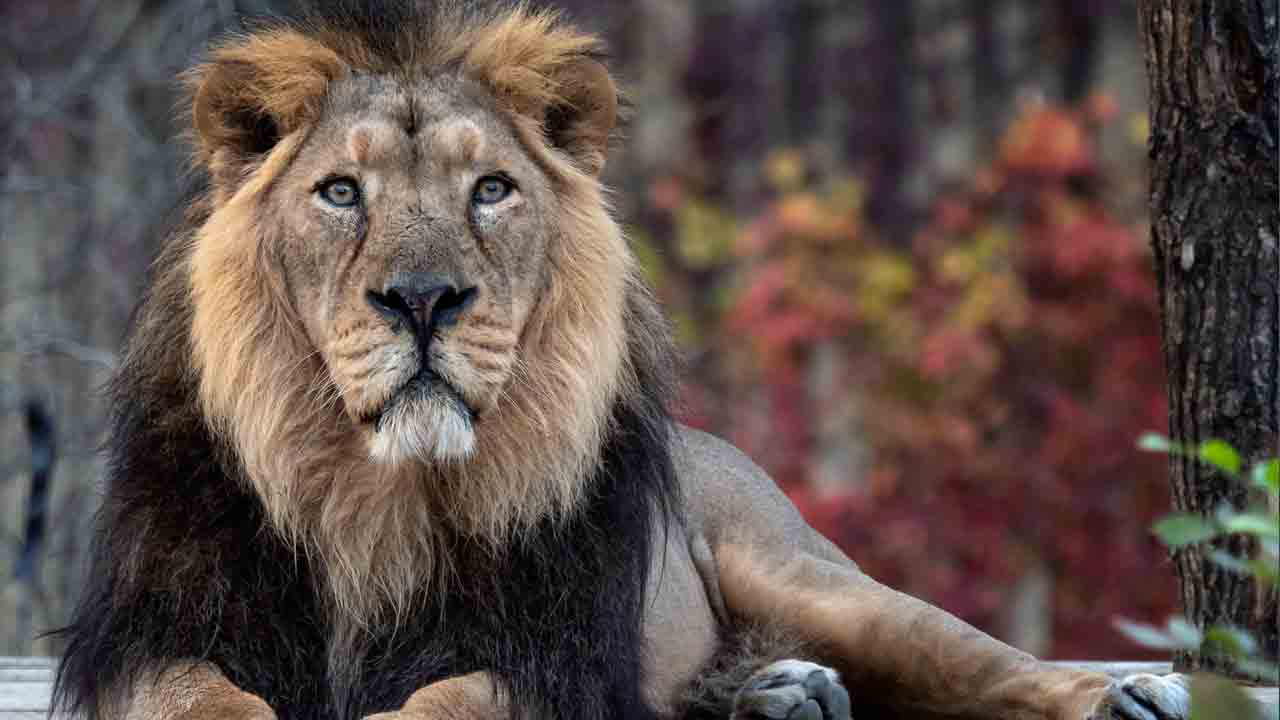 Asiatic Lion