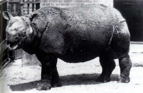 Top Extinct Animals: