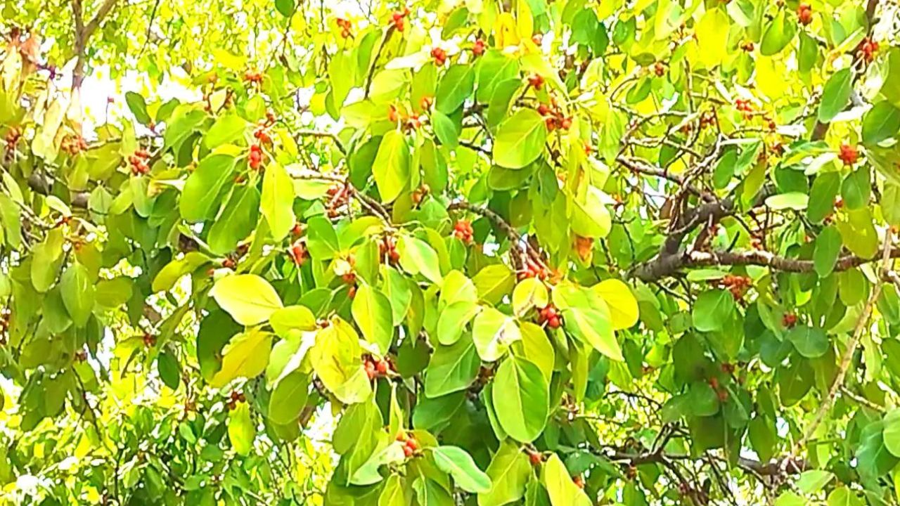 Banyan Tree Fruits