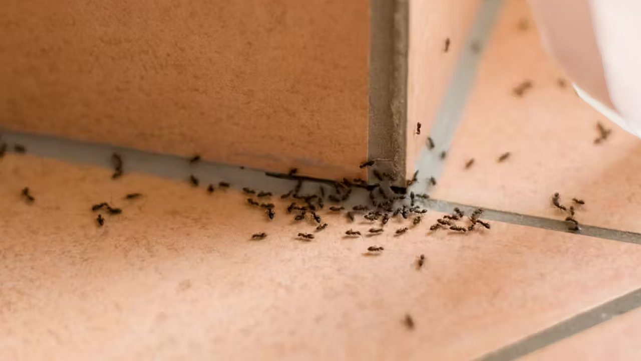 How to Get Rid of Ants Permanently in the House