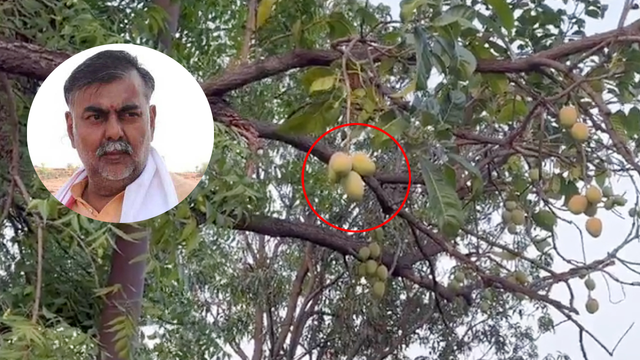 Prahlad Singh Patel bungalow juicy mangoes hanging on neem tree