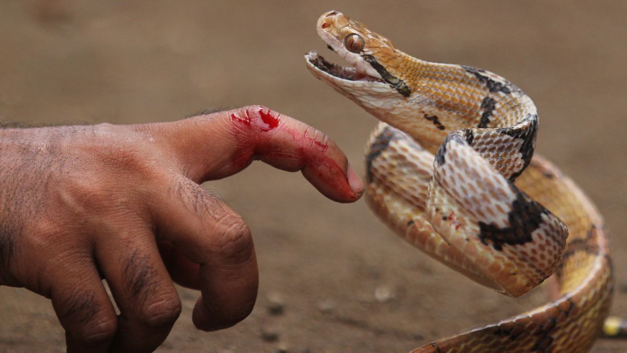 Snakes Bite