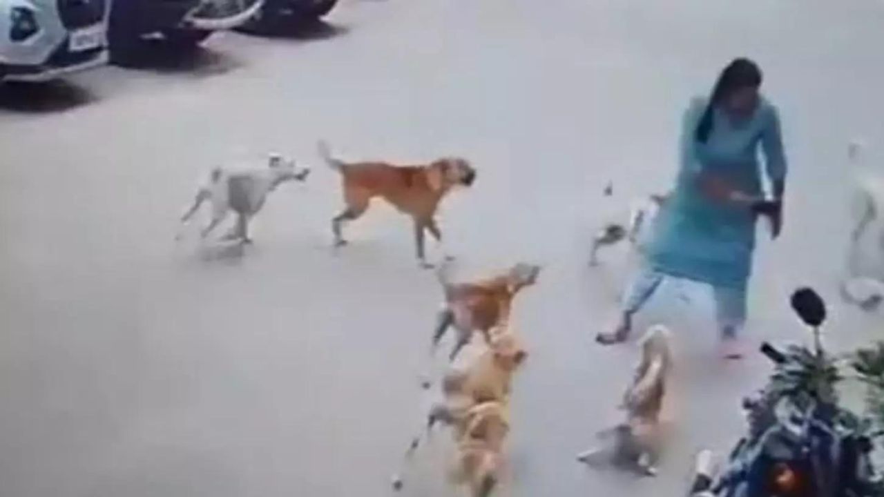 Dogs Attack
