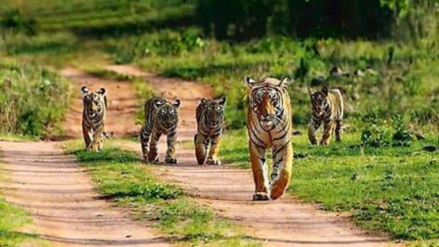 Tiger Reserve Forest