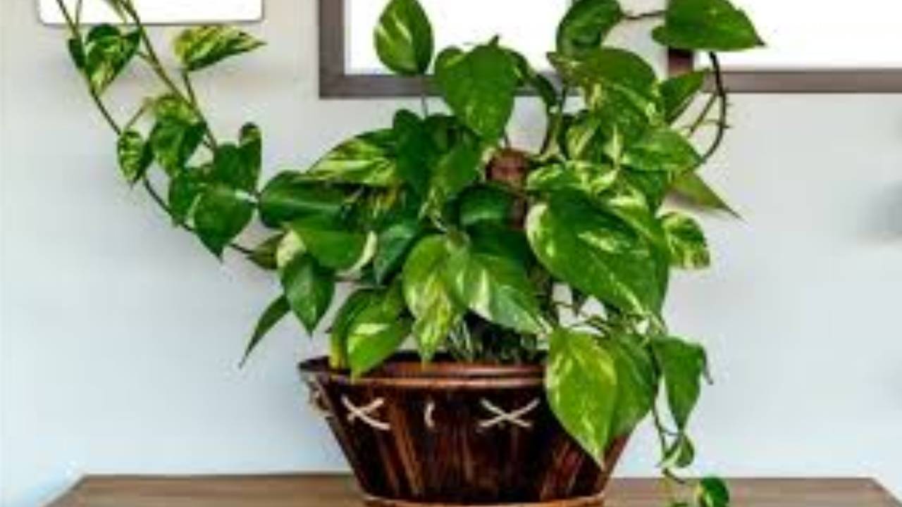 Plant 