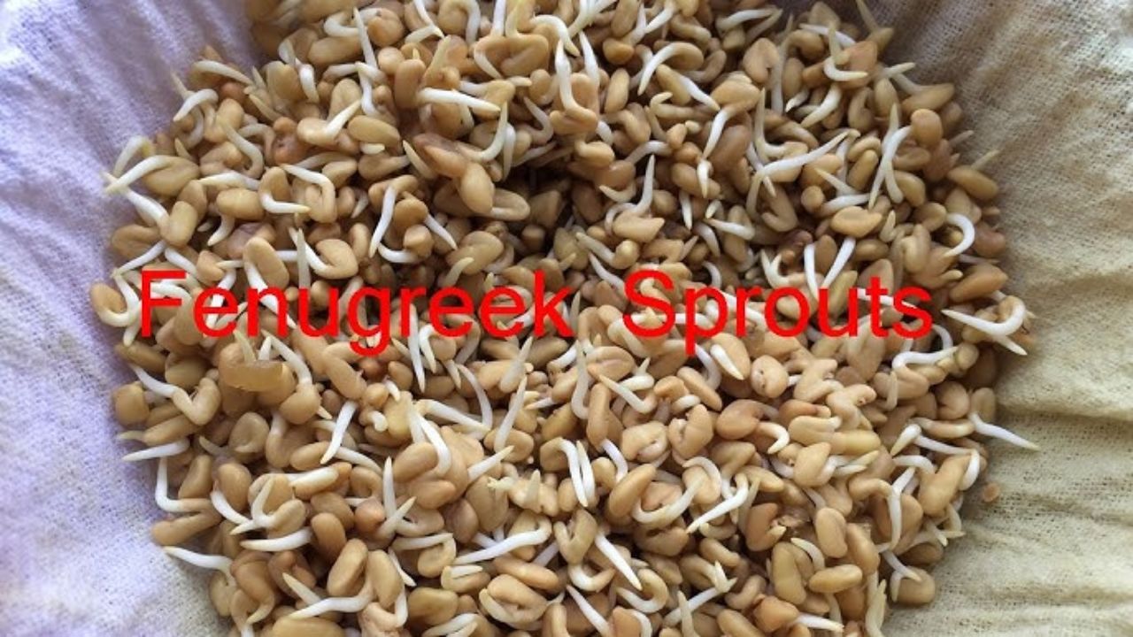 Eating fenugreek sprouts